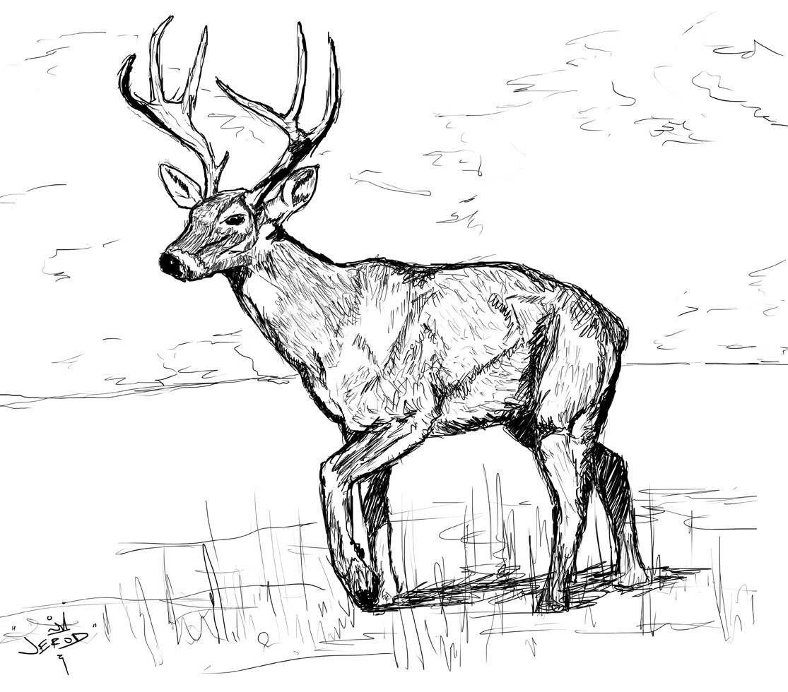 White-tailed Deer Buck