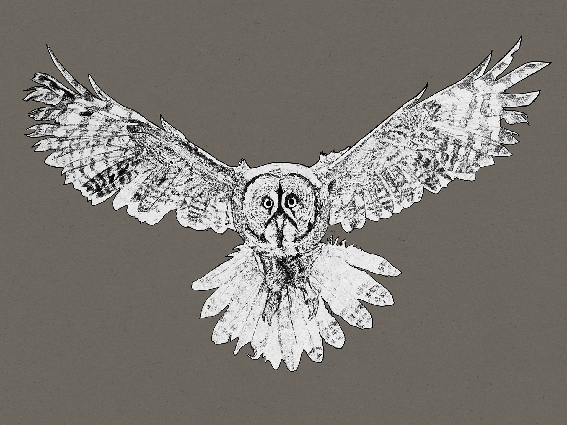 Owl