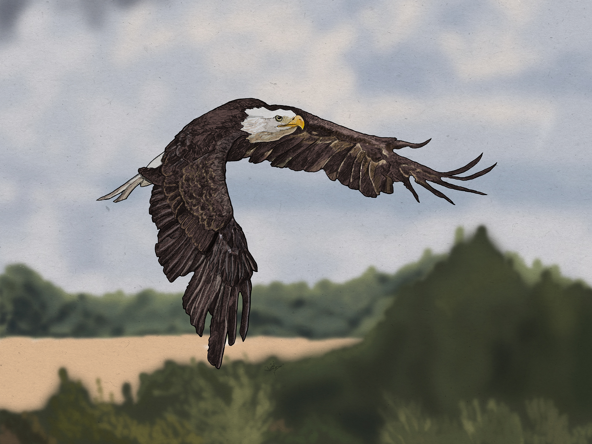 Bald Eagle