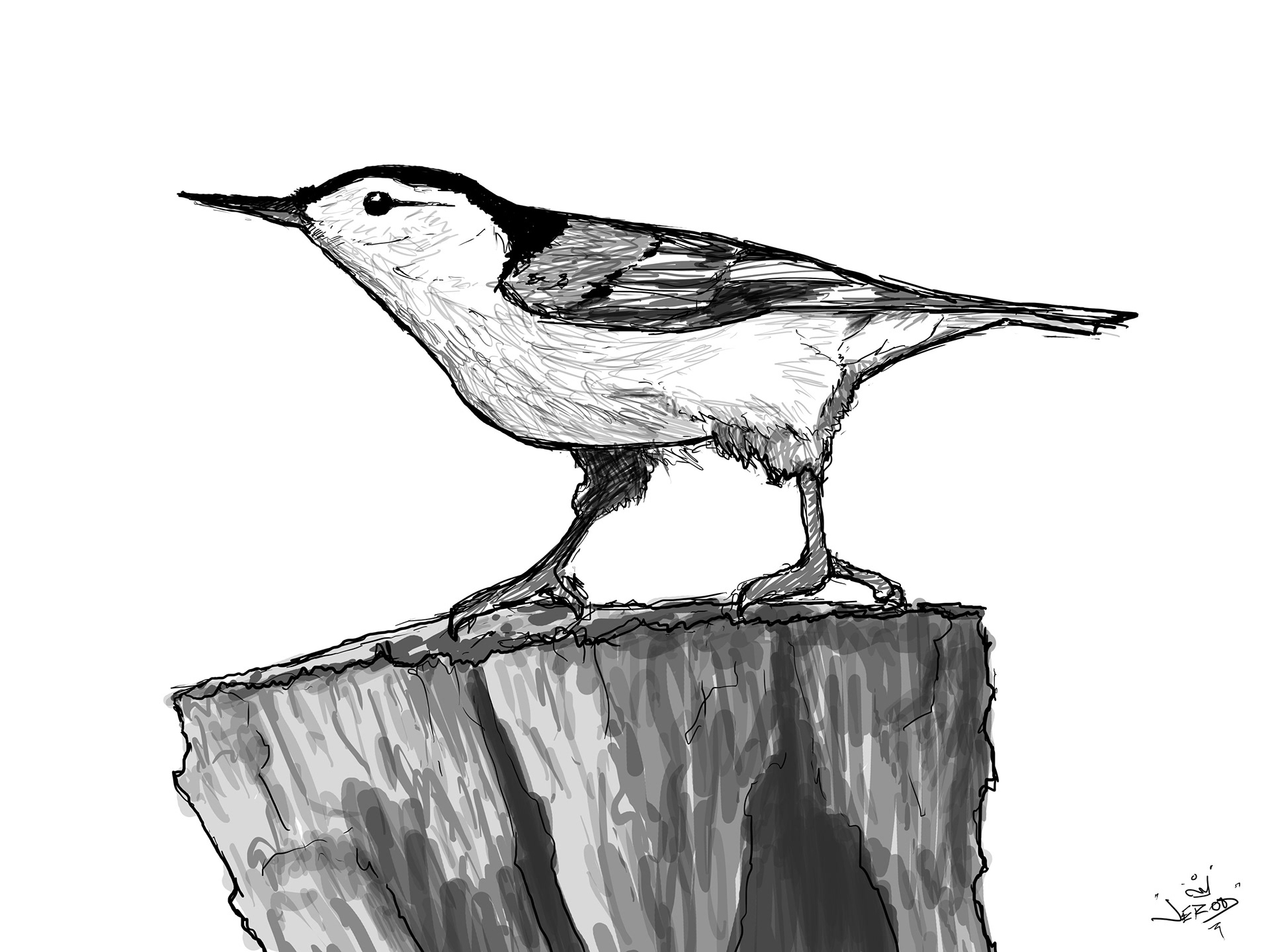 Nuthatch