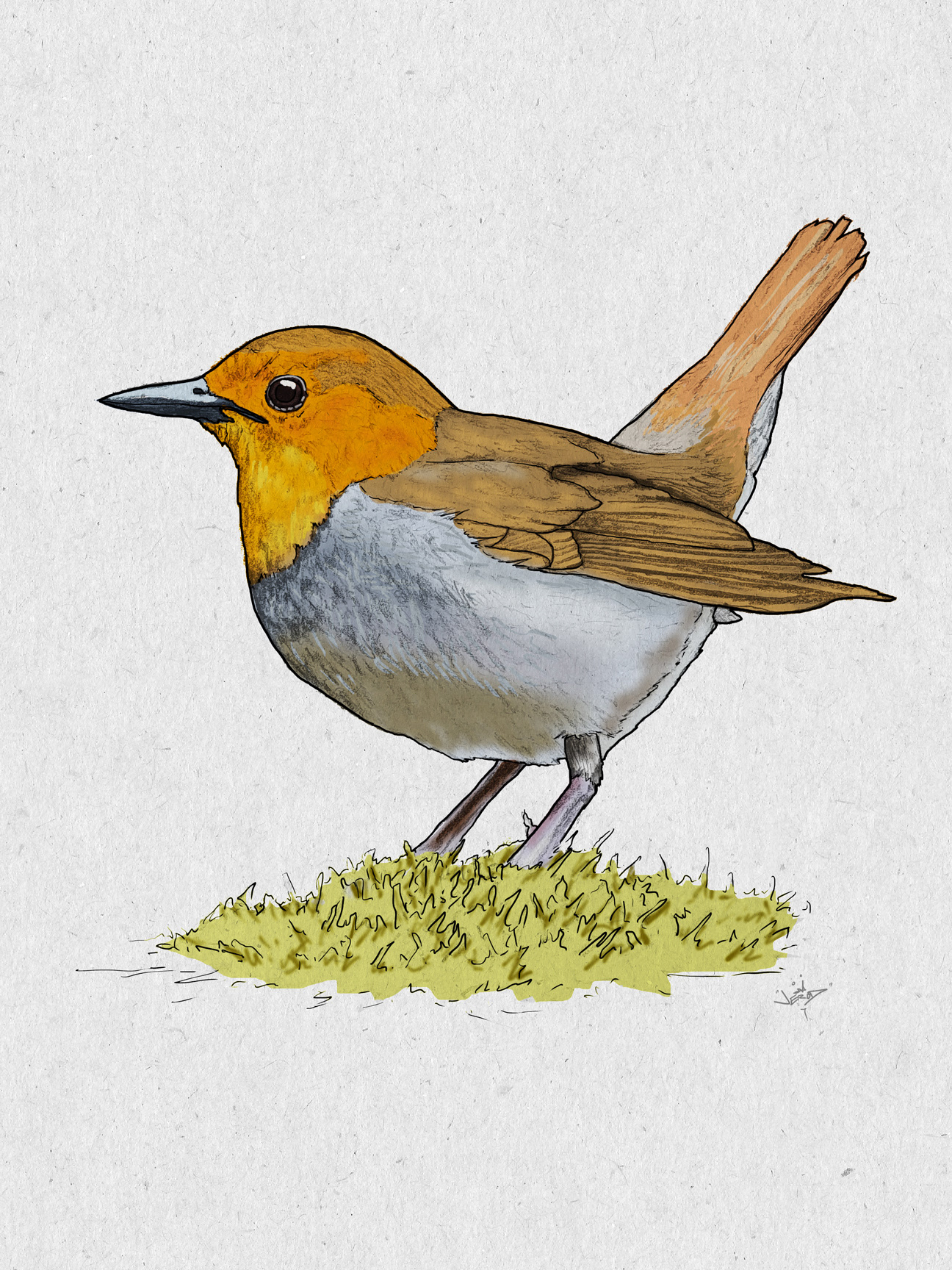 Japanese Robin