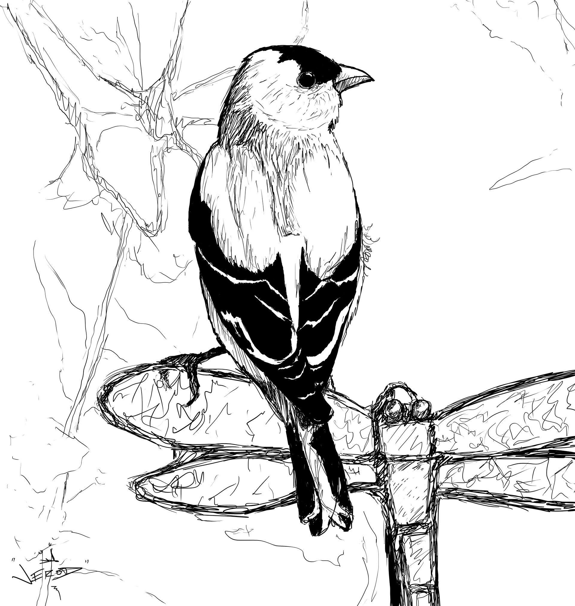 Goldfinch on Dragonfly