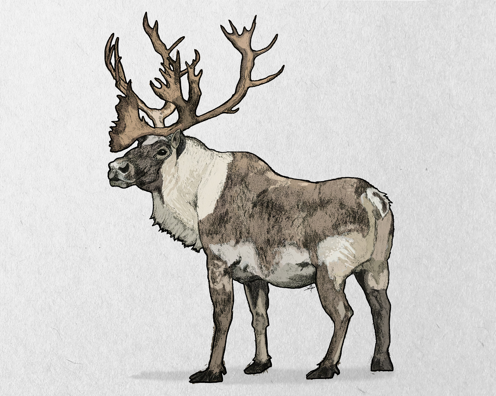 Caribou