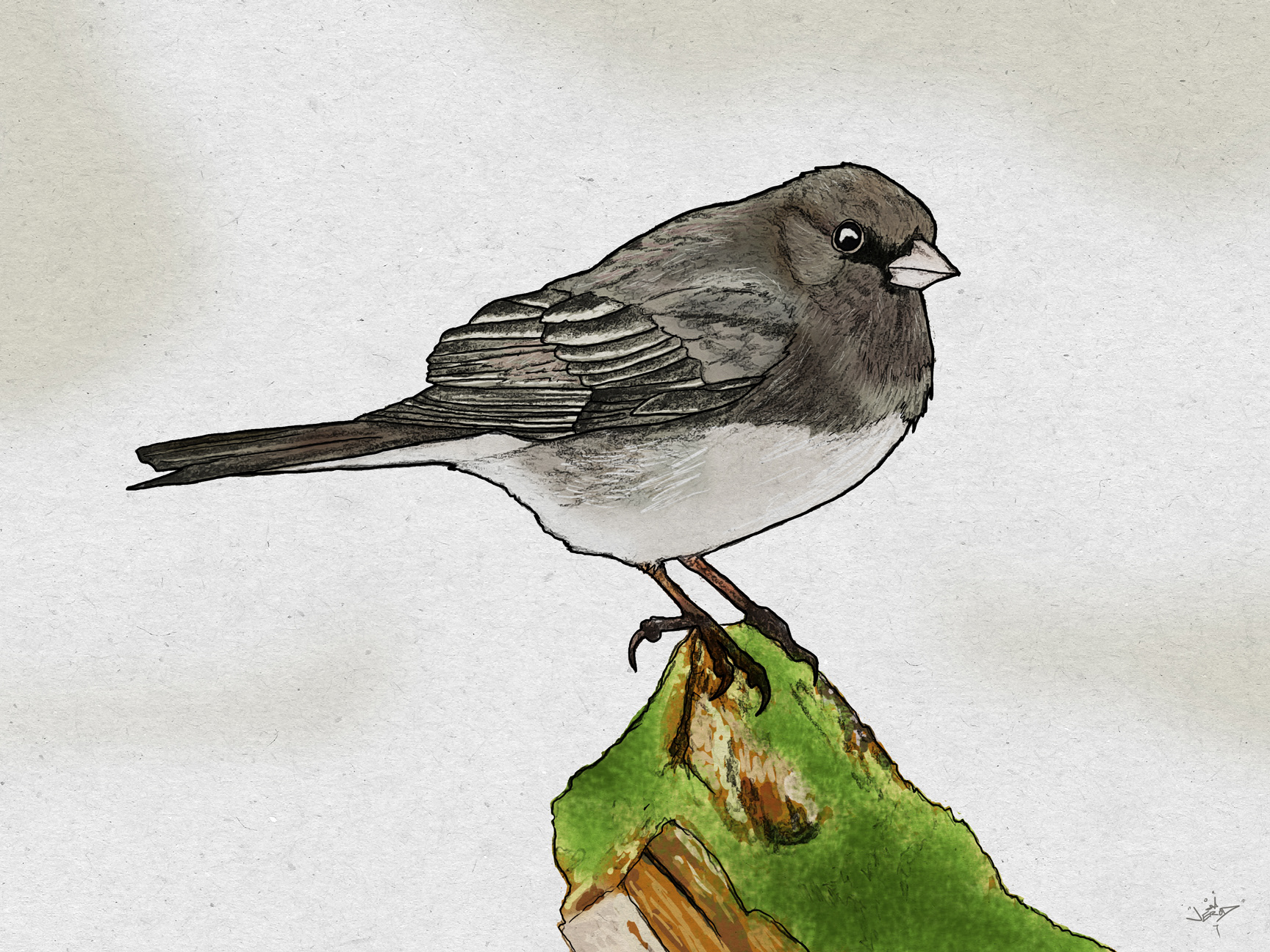 Junco