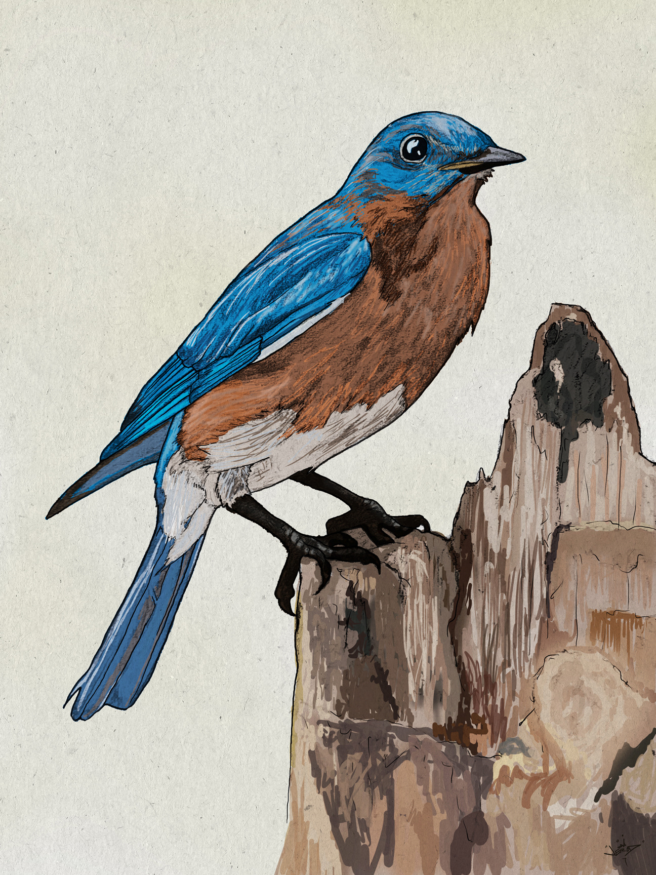 Bluebird