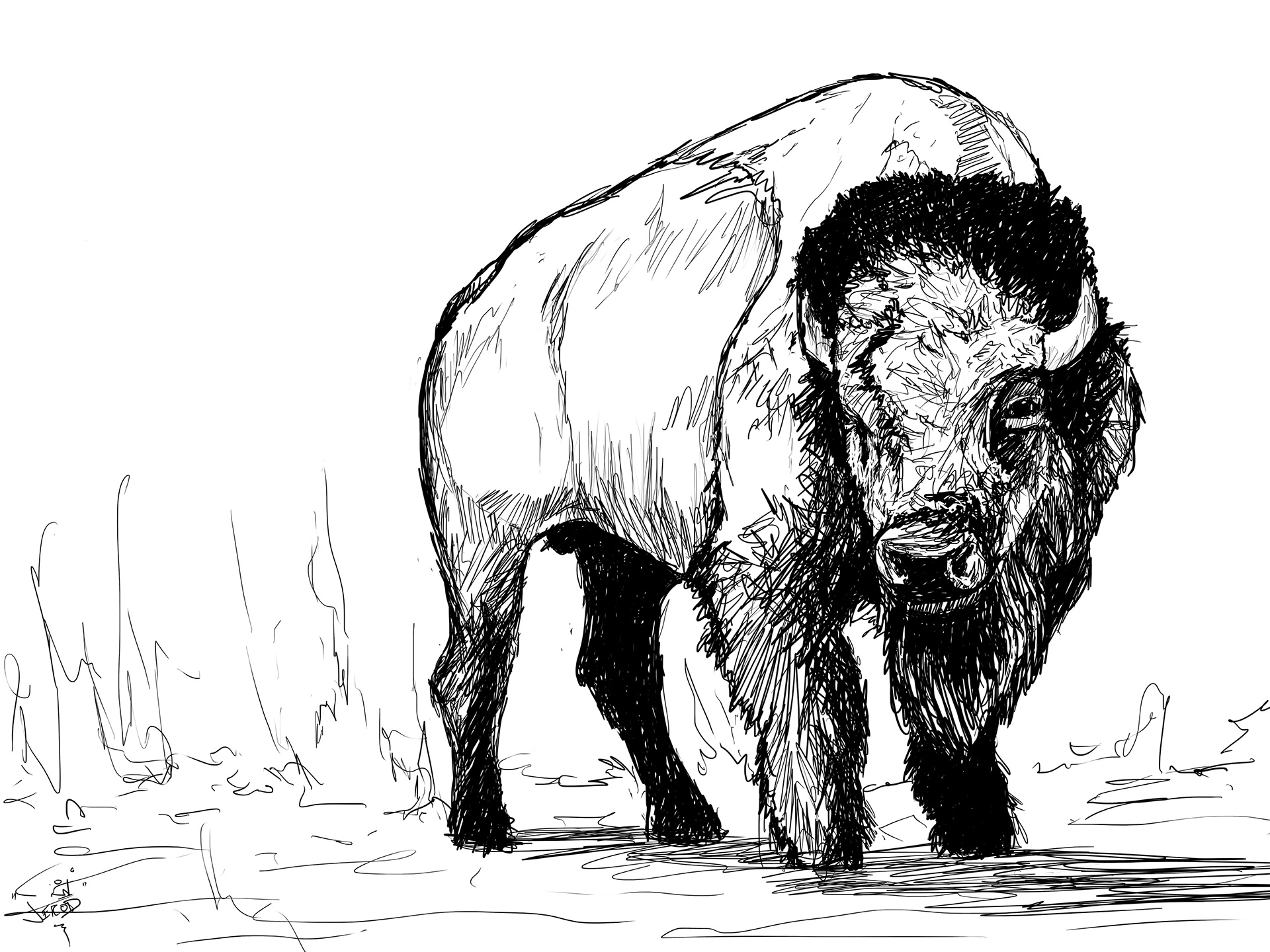 Bison