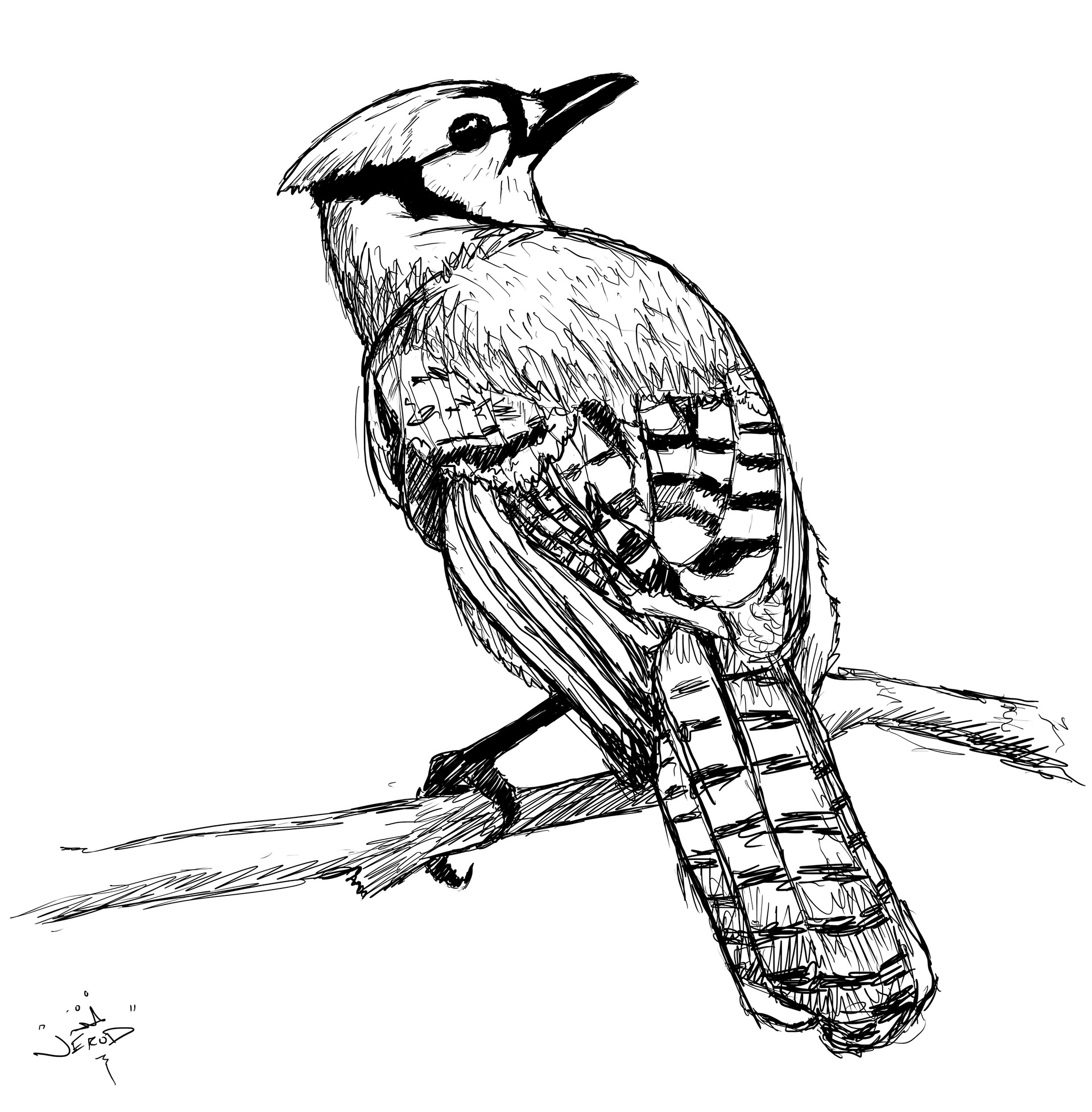 Bluejay