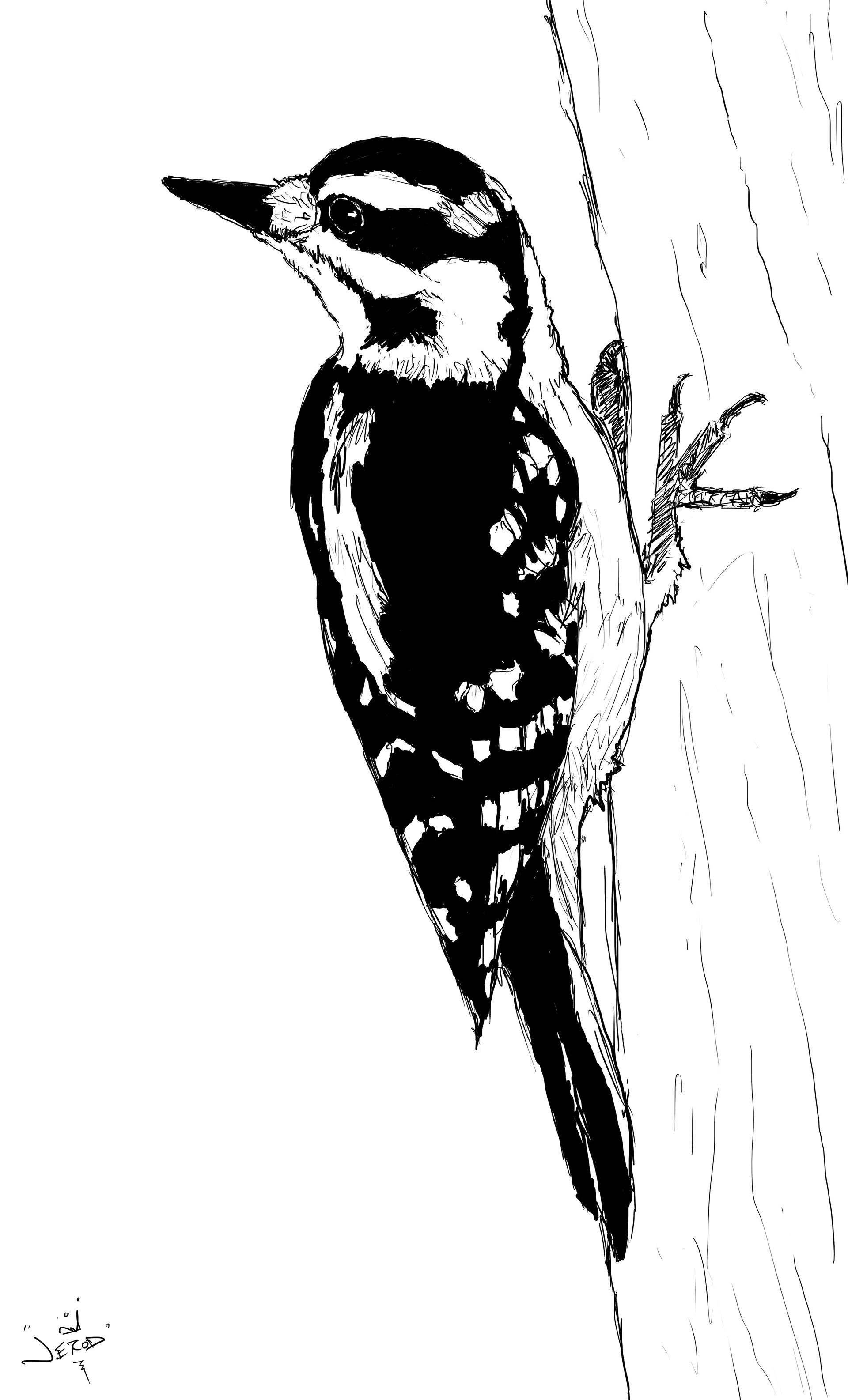 Woodpecker