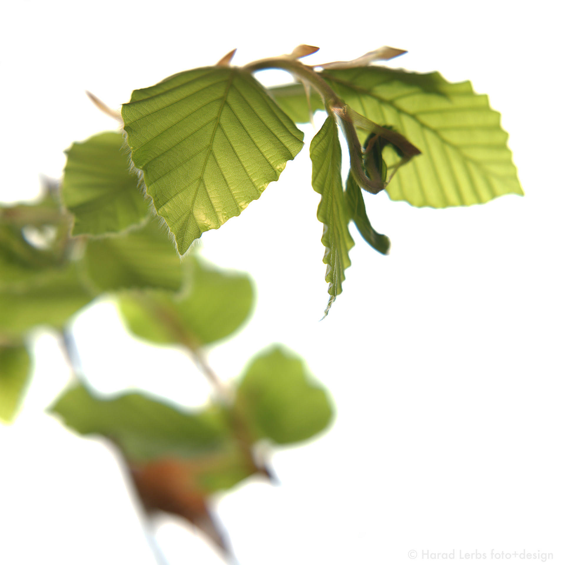 Harald Lerbs, foto, video, sound, design, Lindau, Bodensee