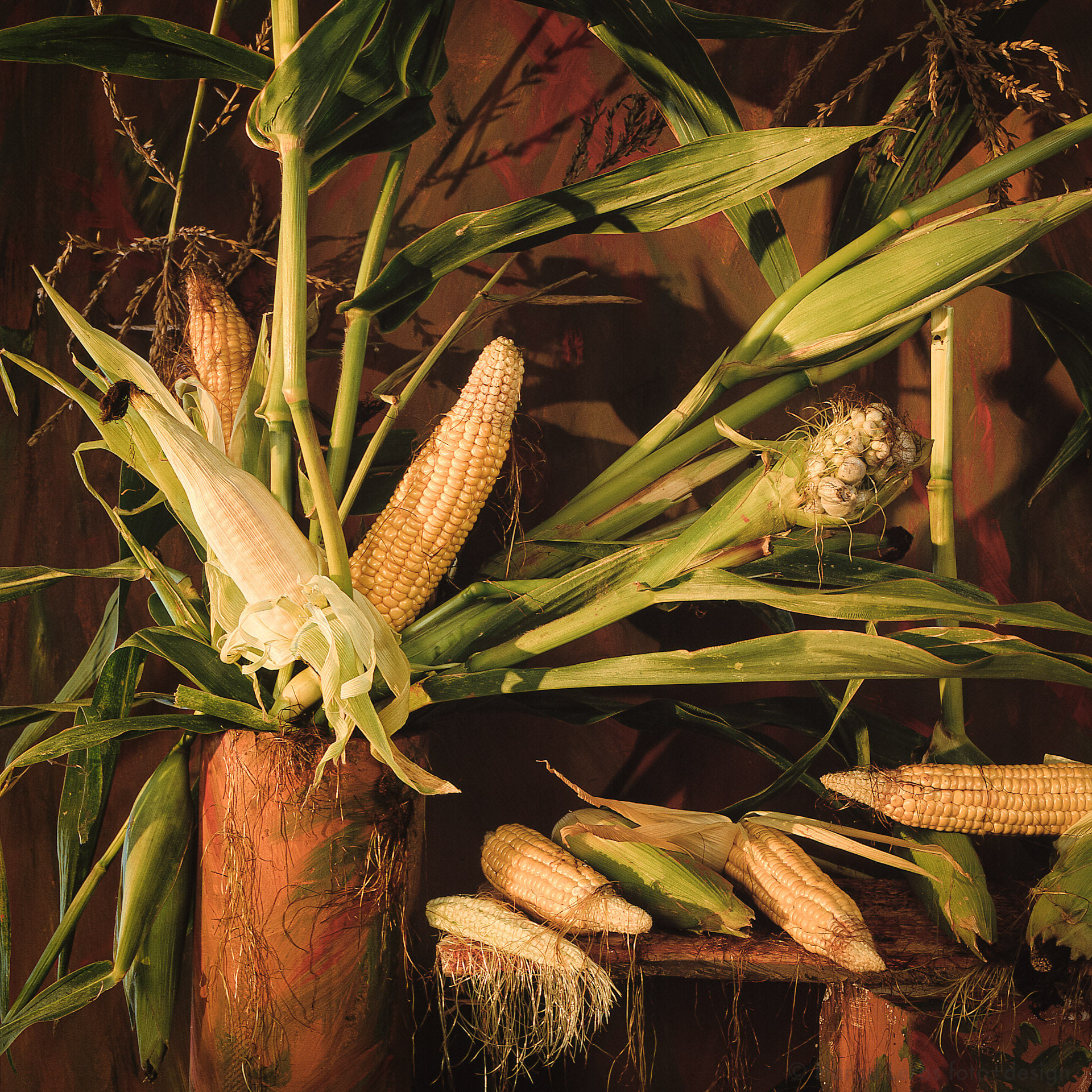 pop - corn on the cob