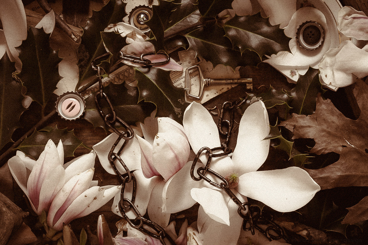 Magnolien - Arrangement