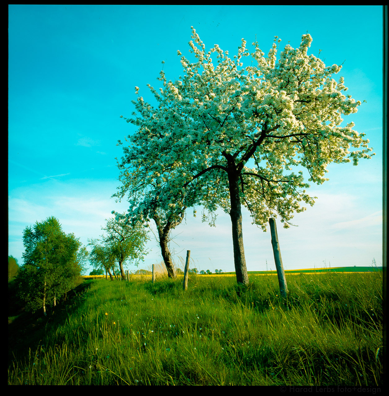 Obstbäume, fotokunst
