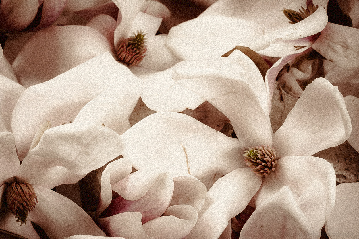 Magnolien