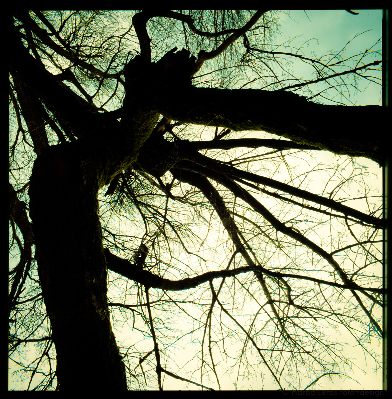 Landschaft Herbst, Baum