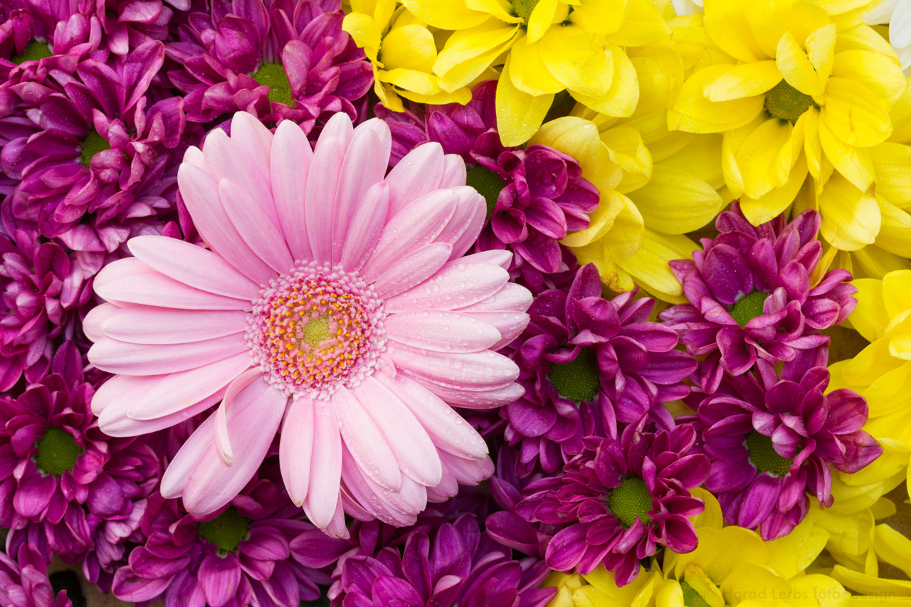 Flowerpower