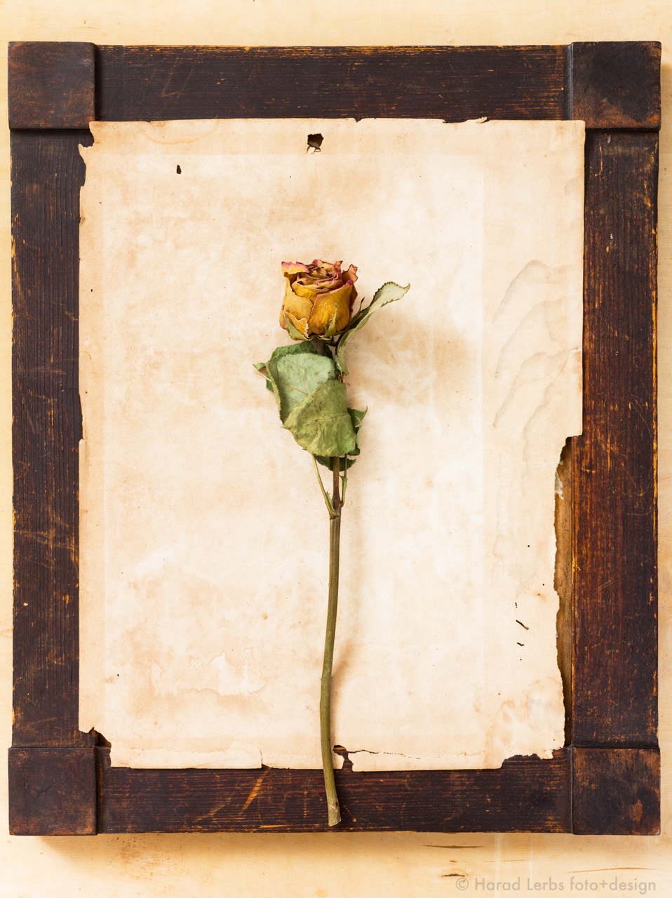 Stillleben mit Rose