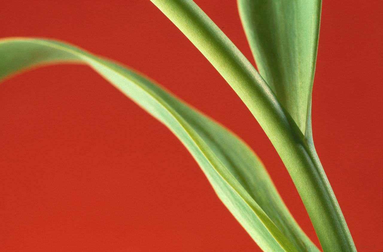 Tulpe