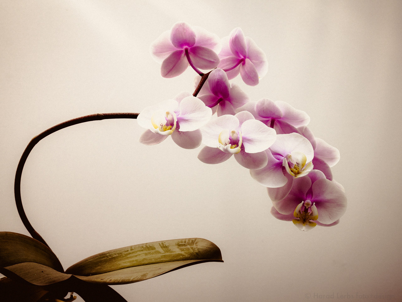 Orchidee Phalaenopsis