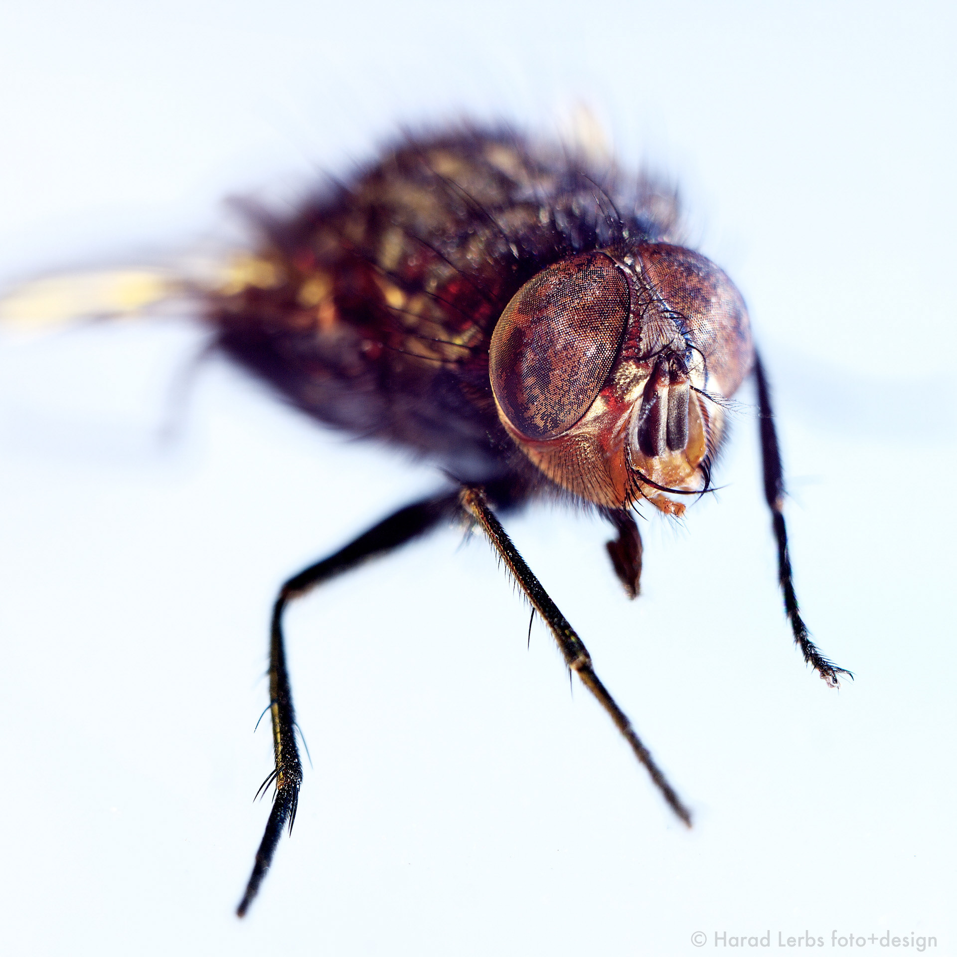 the Fly