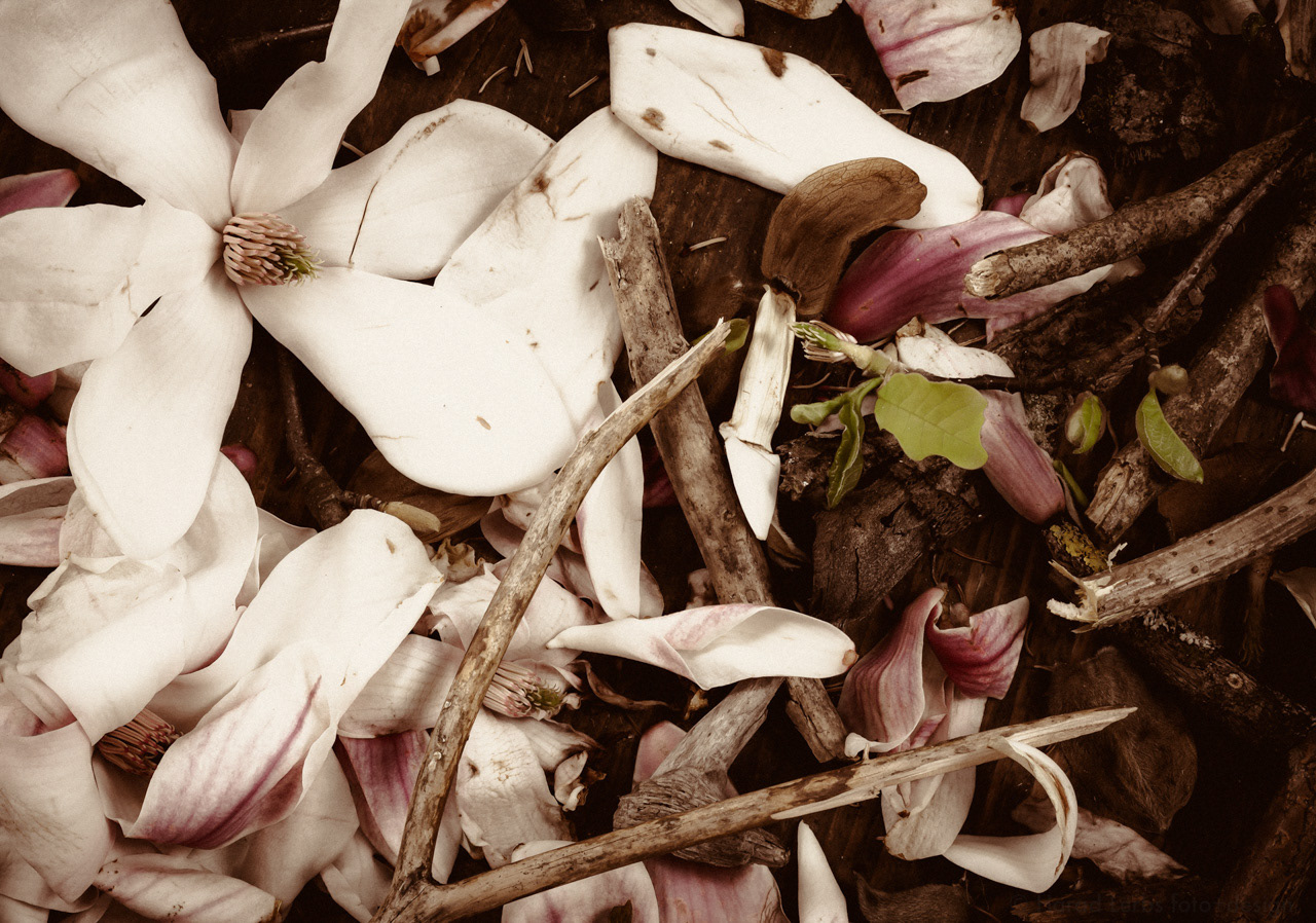 Magnolien