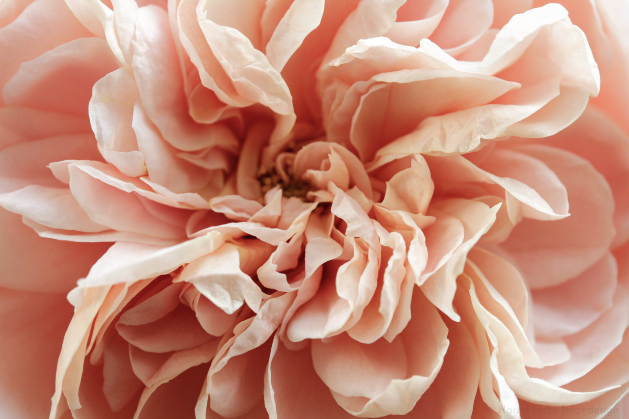 Rose neu