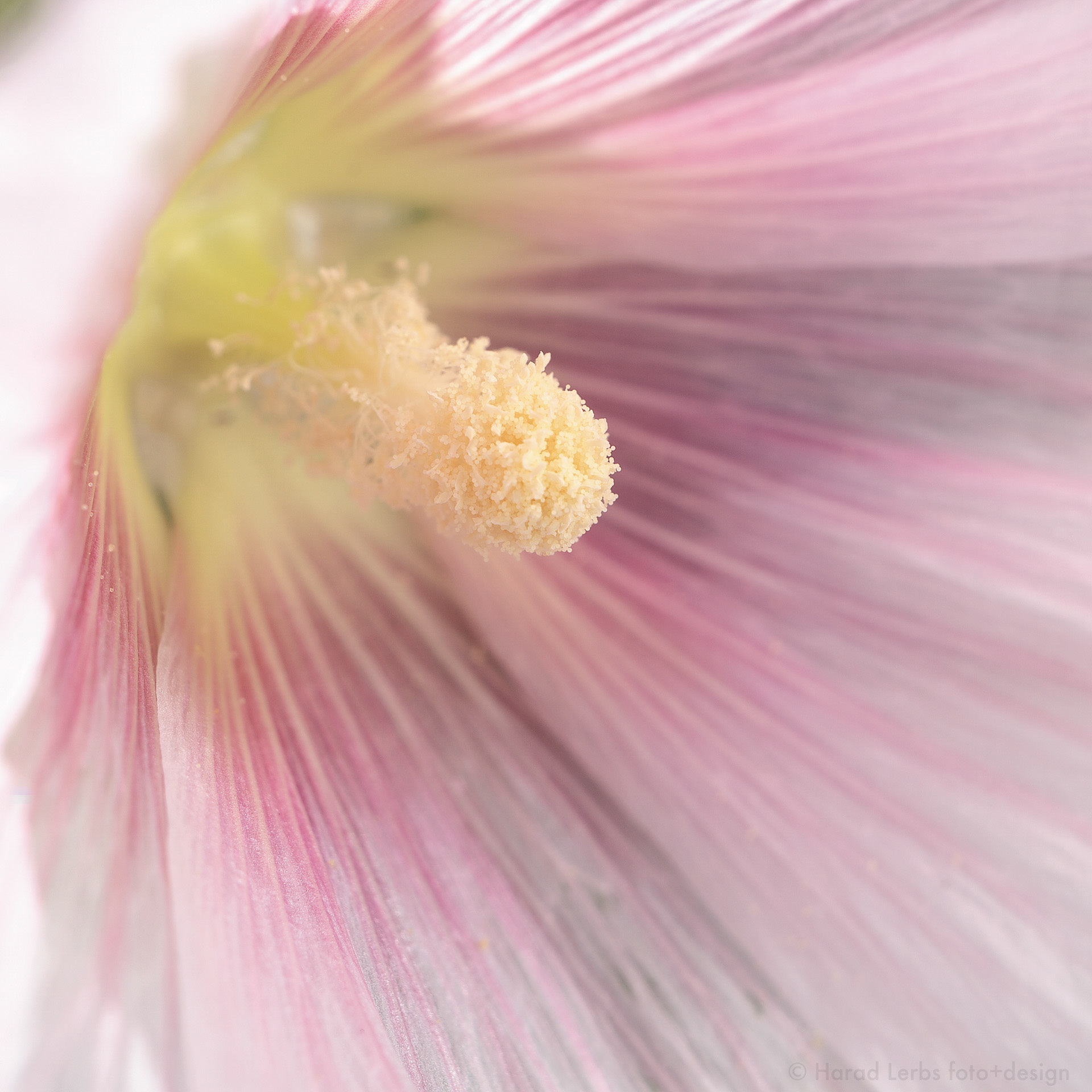 Flowerpower