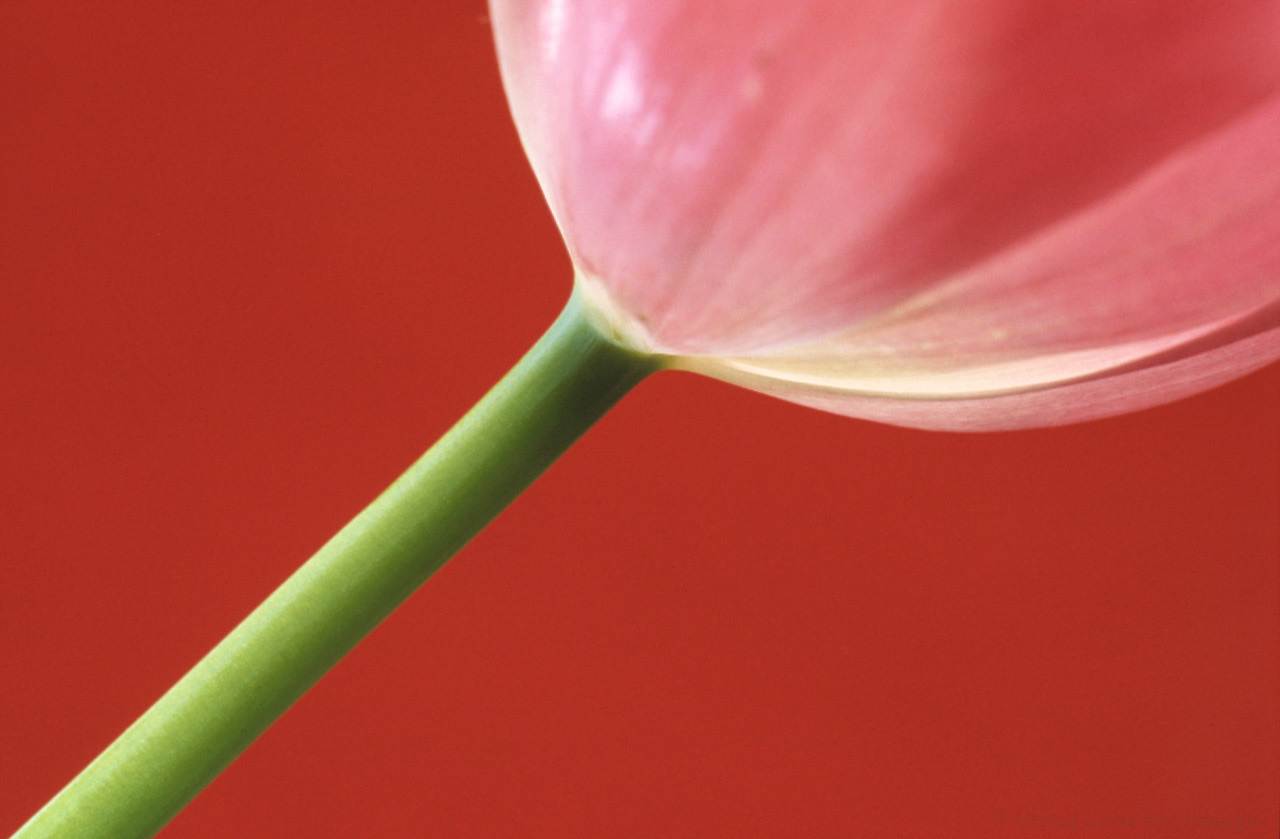 Tulpe