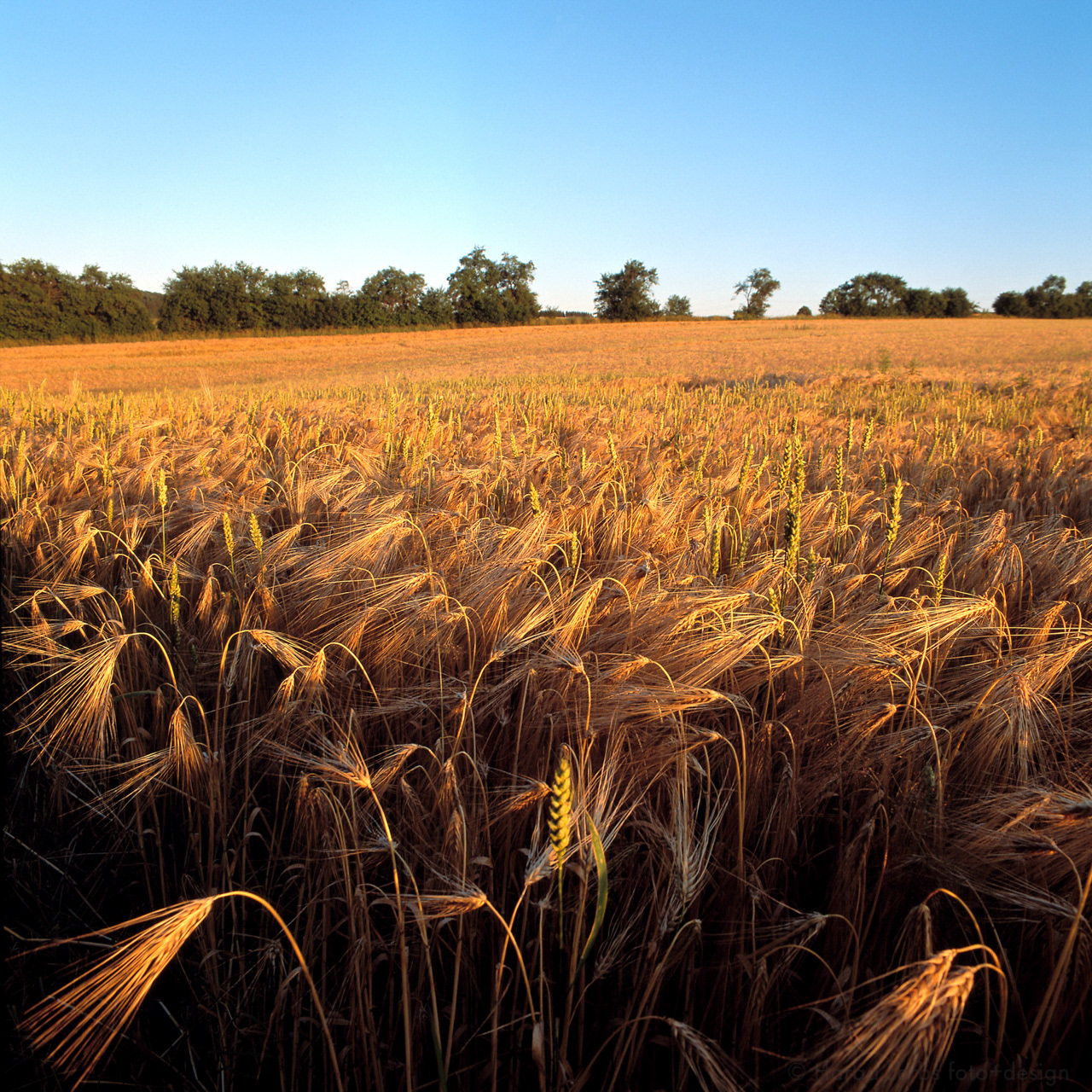 Agrar Landschaft