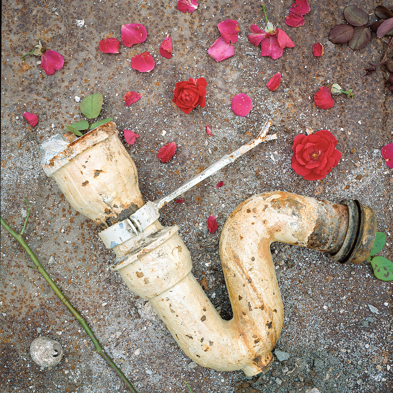 flowers in the dirt