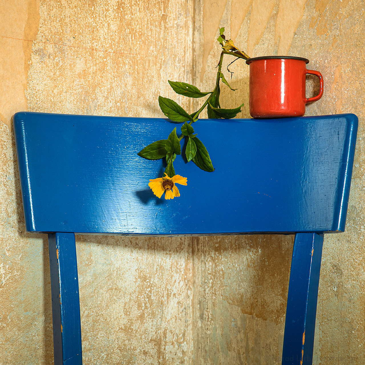 still life - one yellow flower