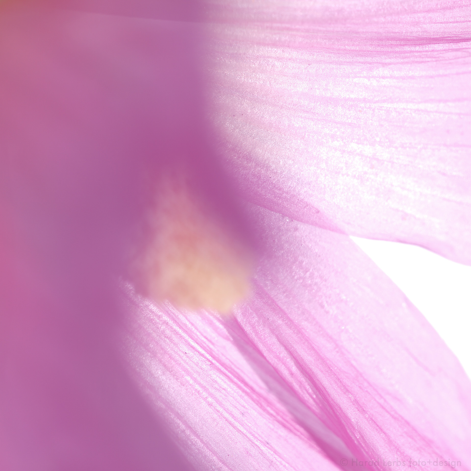 power Flower