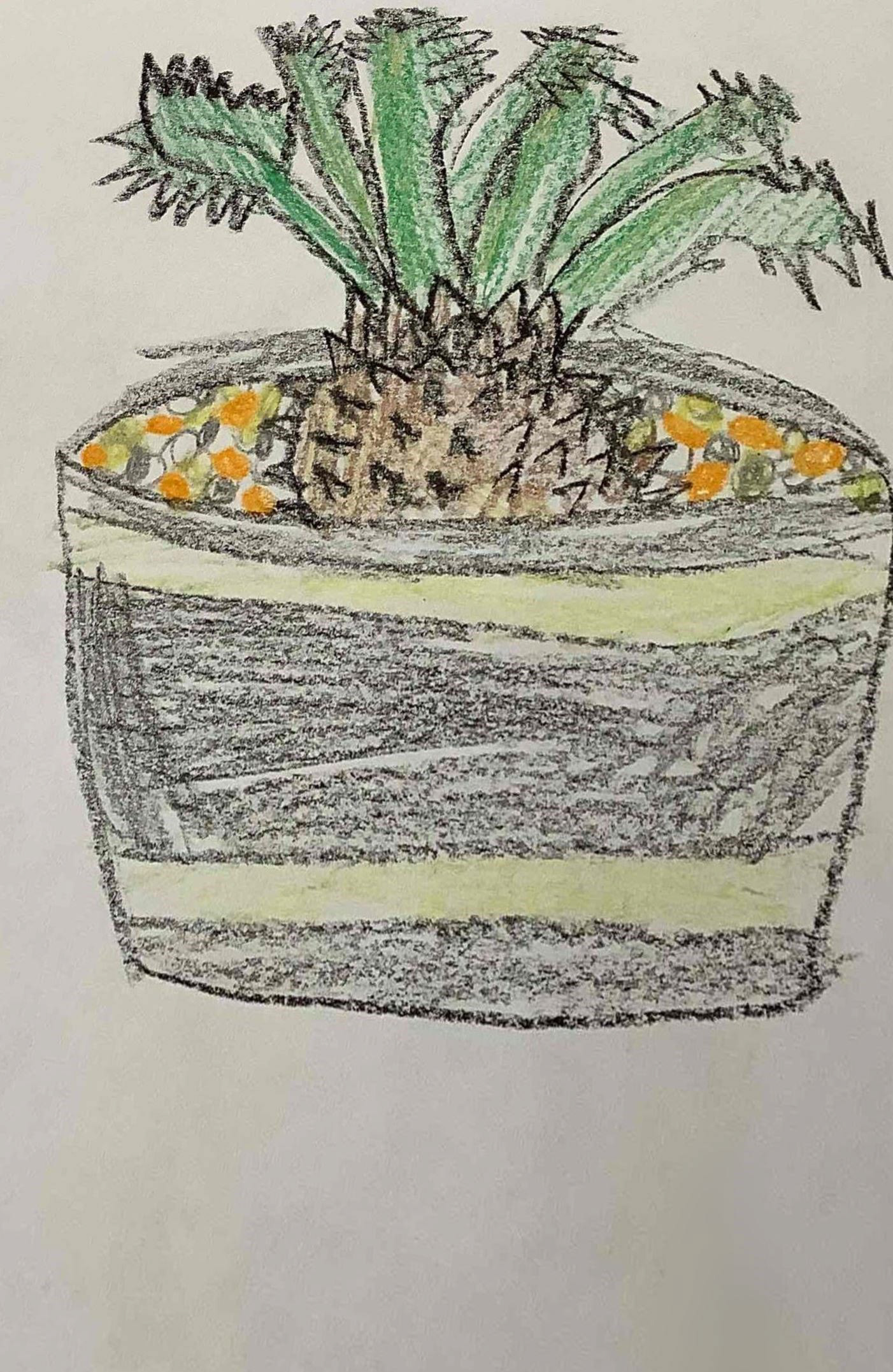 ROSALIND P. - PINEAPPLE PLANT