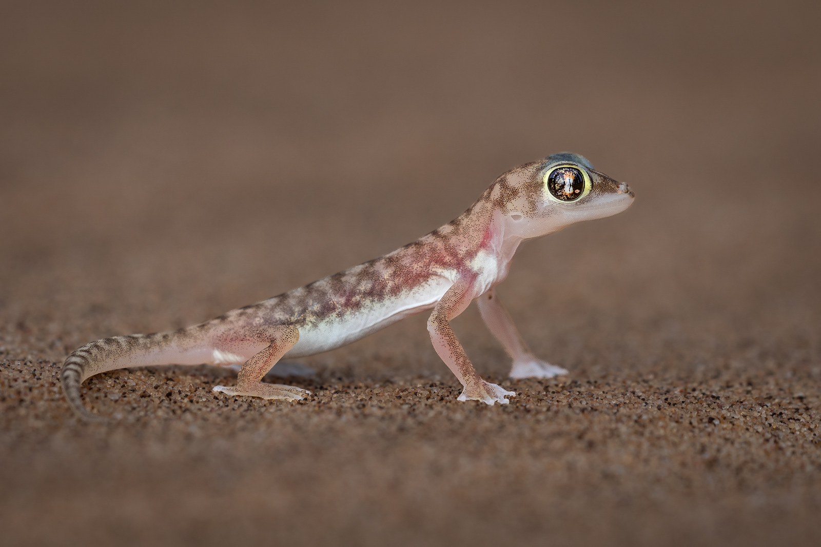 Namibgecko