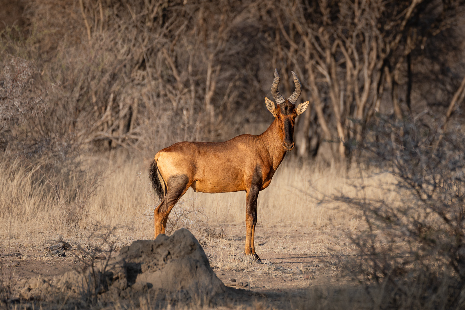 Südafrikanische Kuhantilope