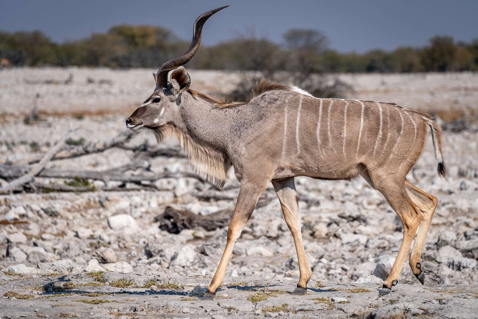 Großer Kudu
