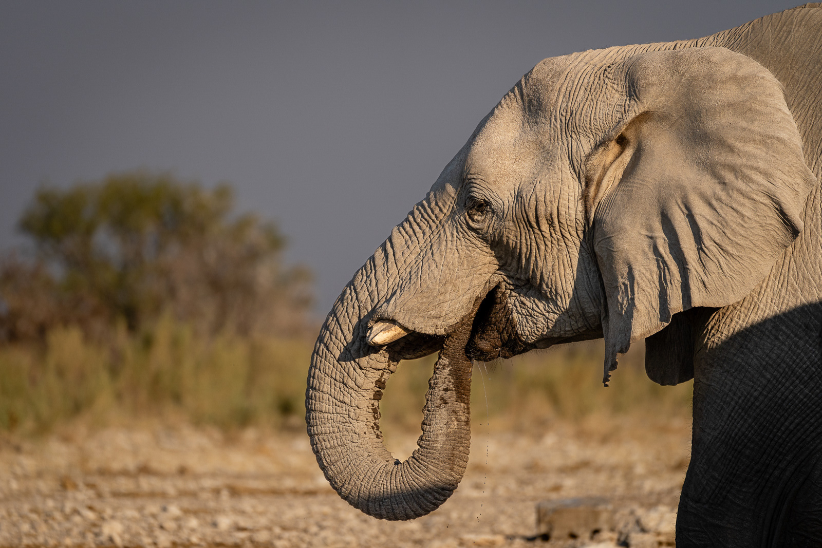 Trinkender Afrikanischer Elefant