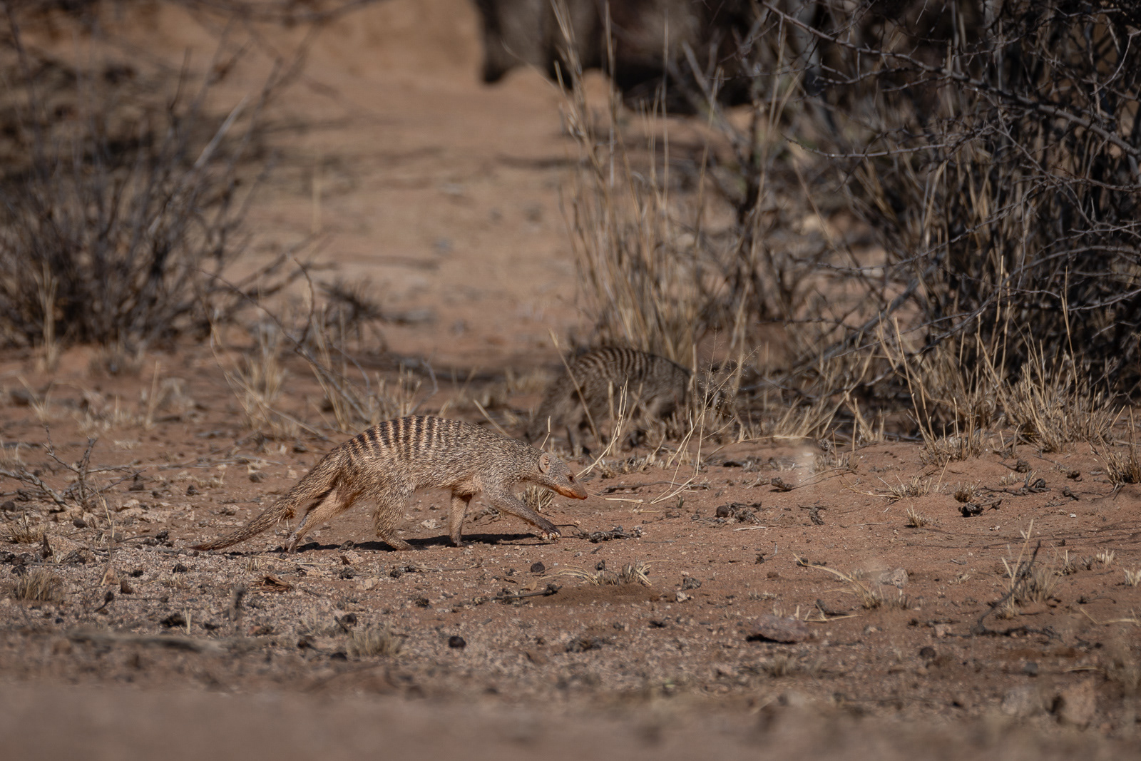 Zebramanguste / Mungo