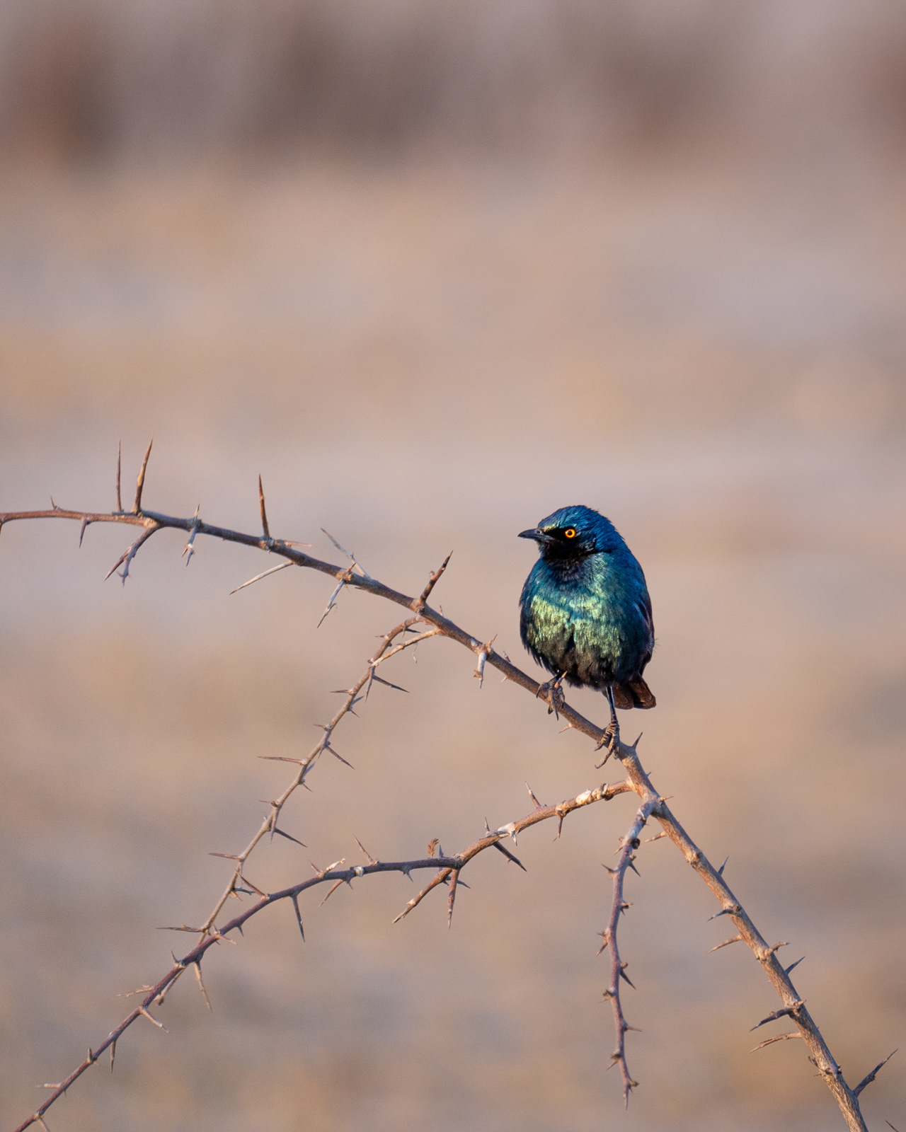 Rotschulter-Glanzstar
