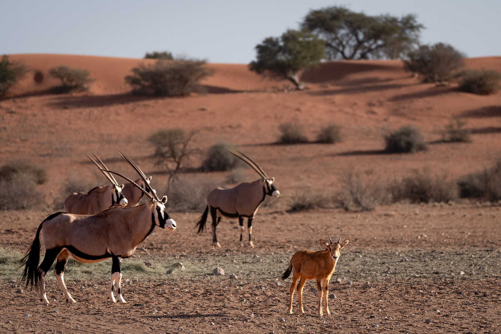 Oryx-Familie