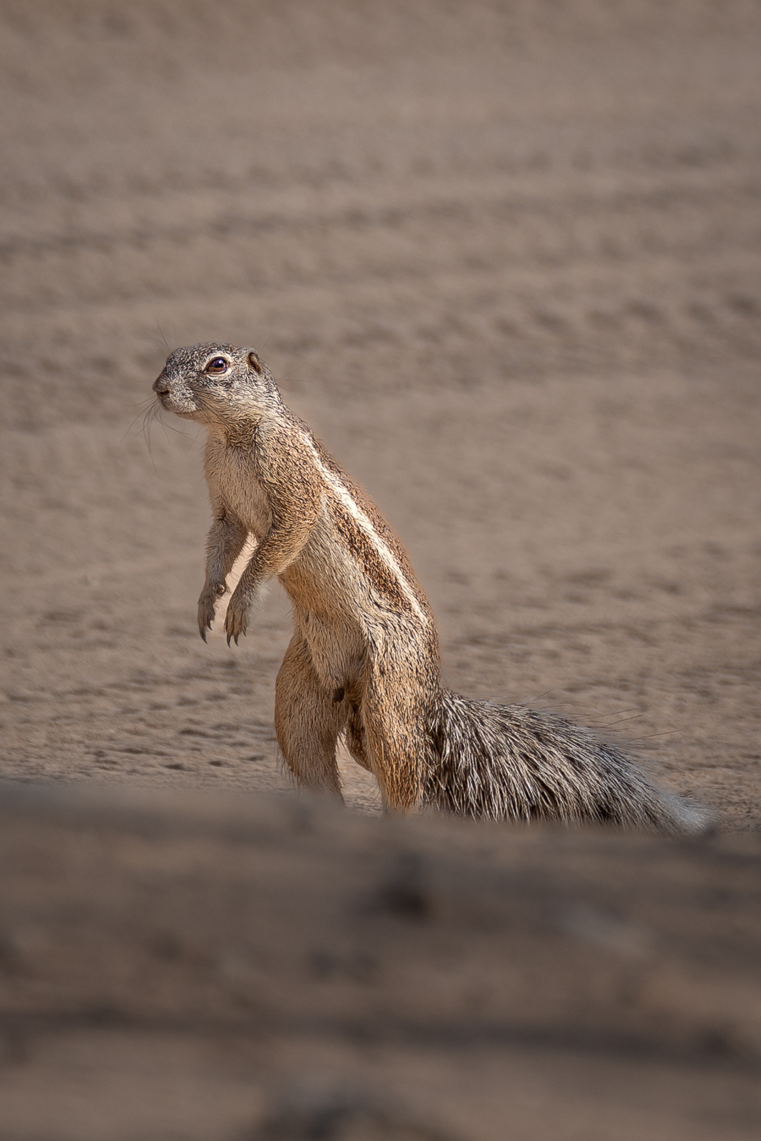 Kap-Borstenhörnchen