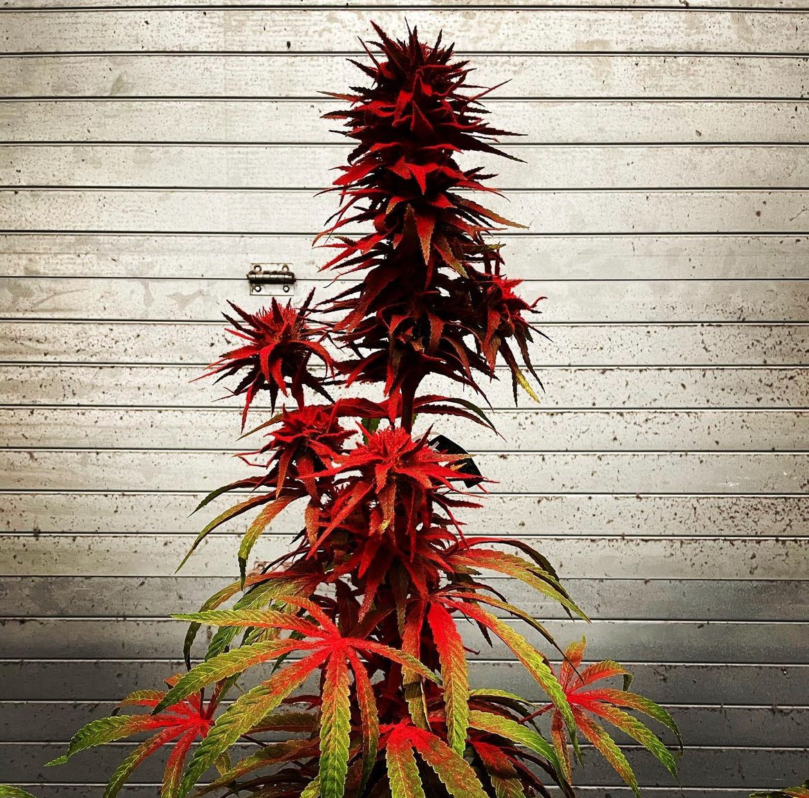 Trim Season - Sugavision tree design