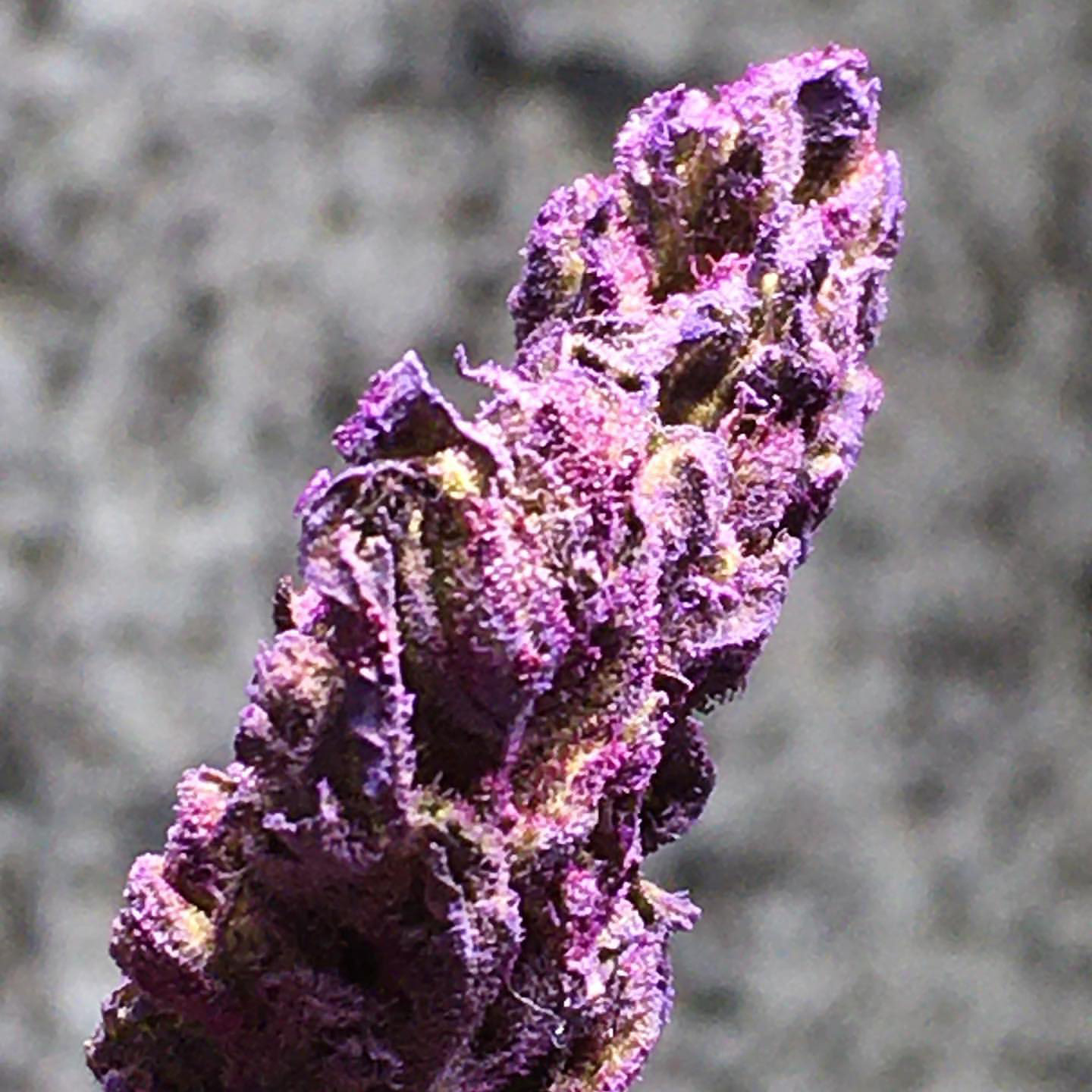 SUGAVISION - Dried Flower Design for Nightmares on Wax