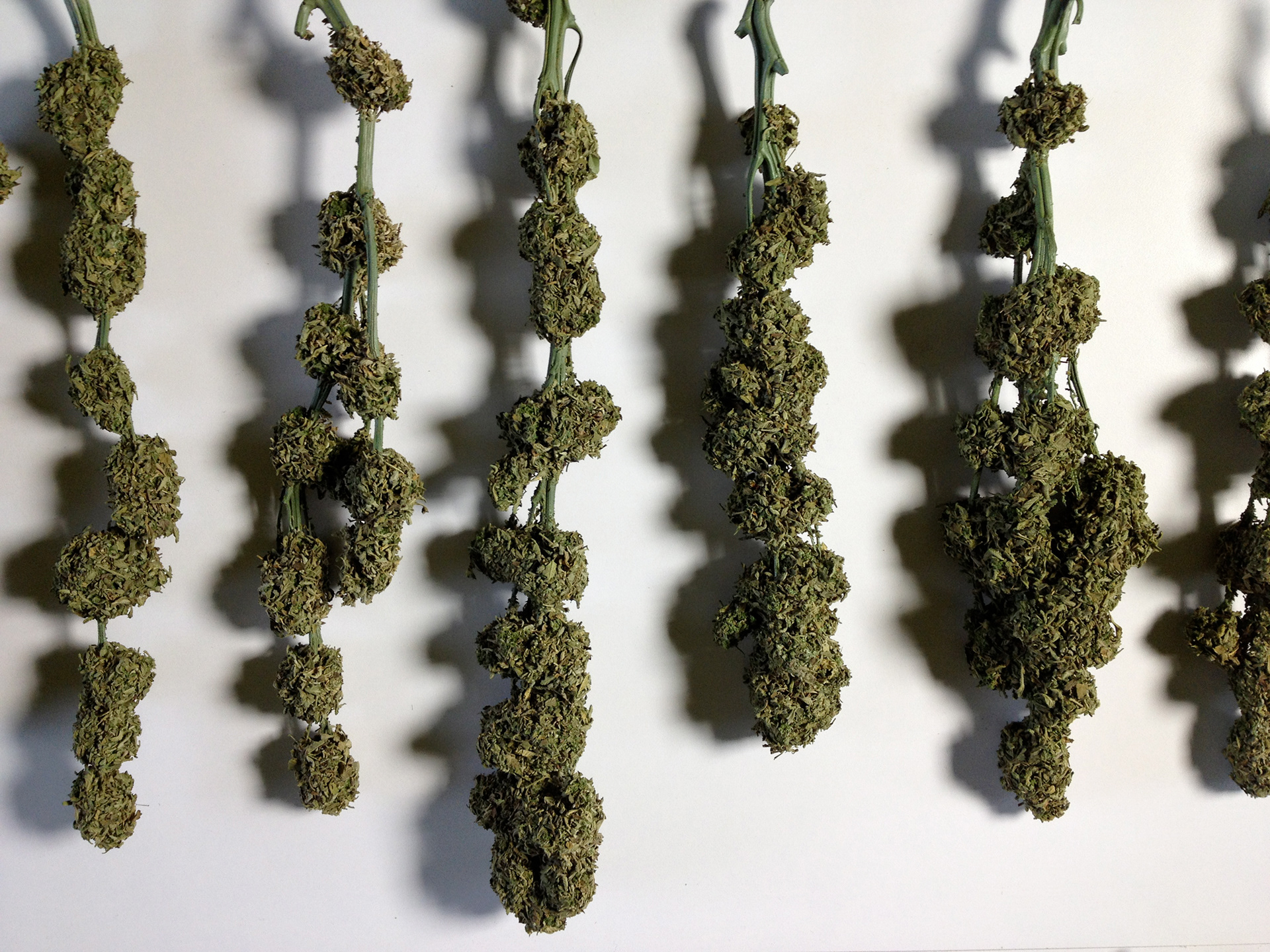 flowers/buds on stems