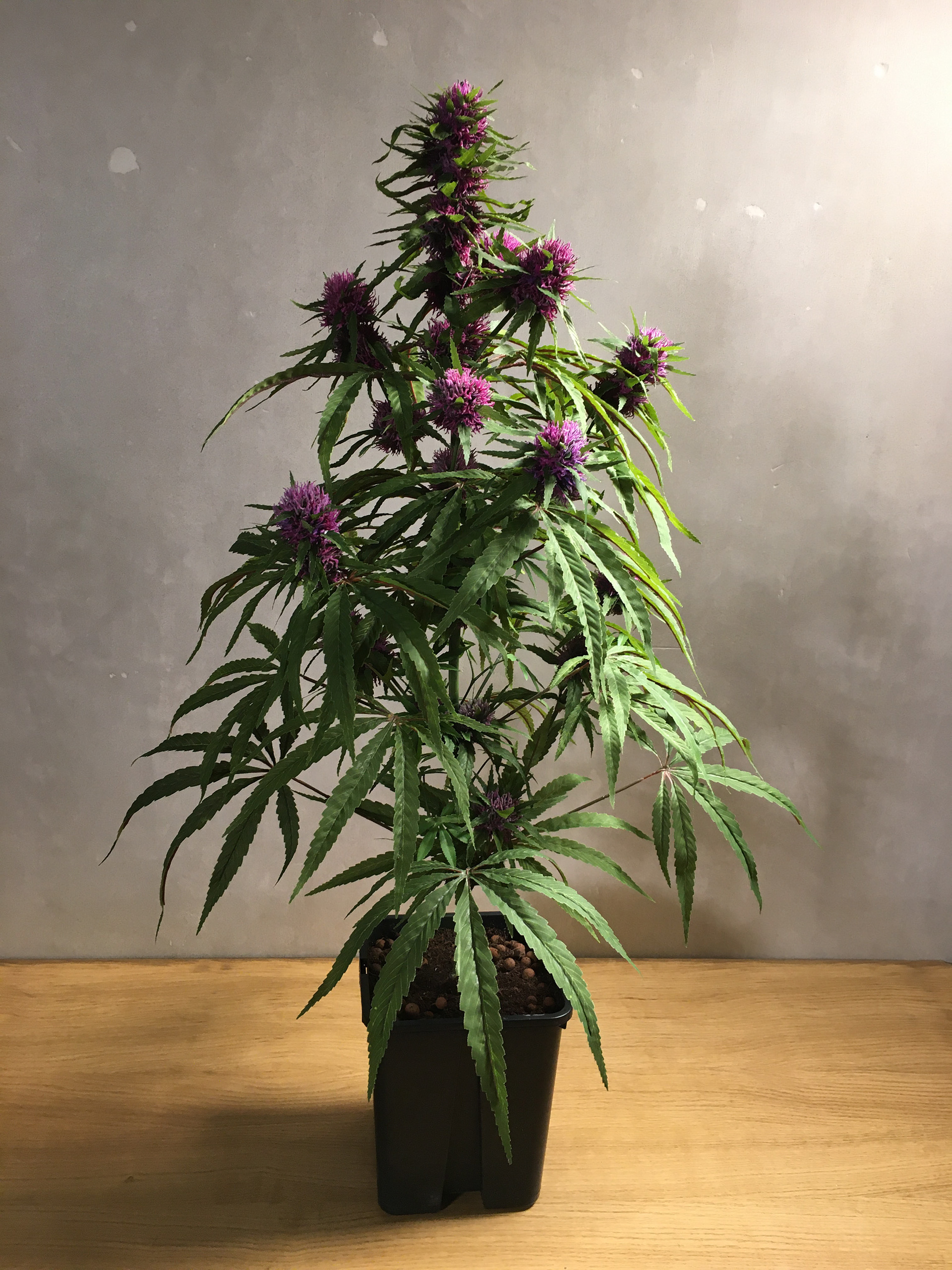 Purple Haze