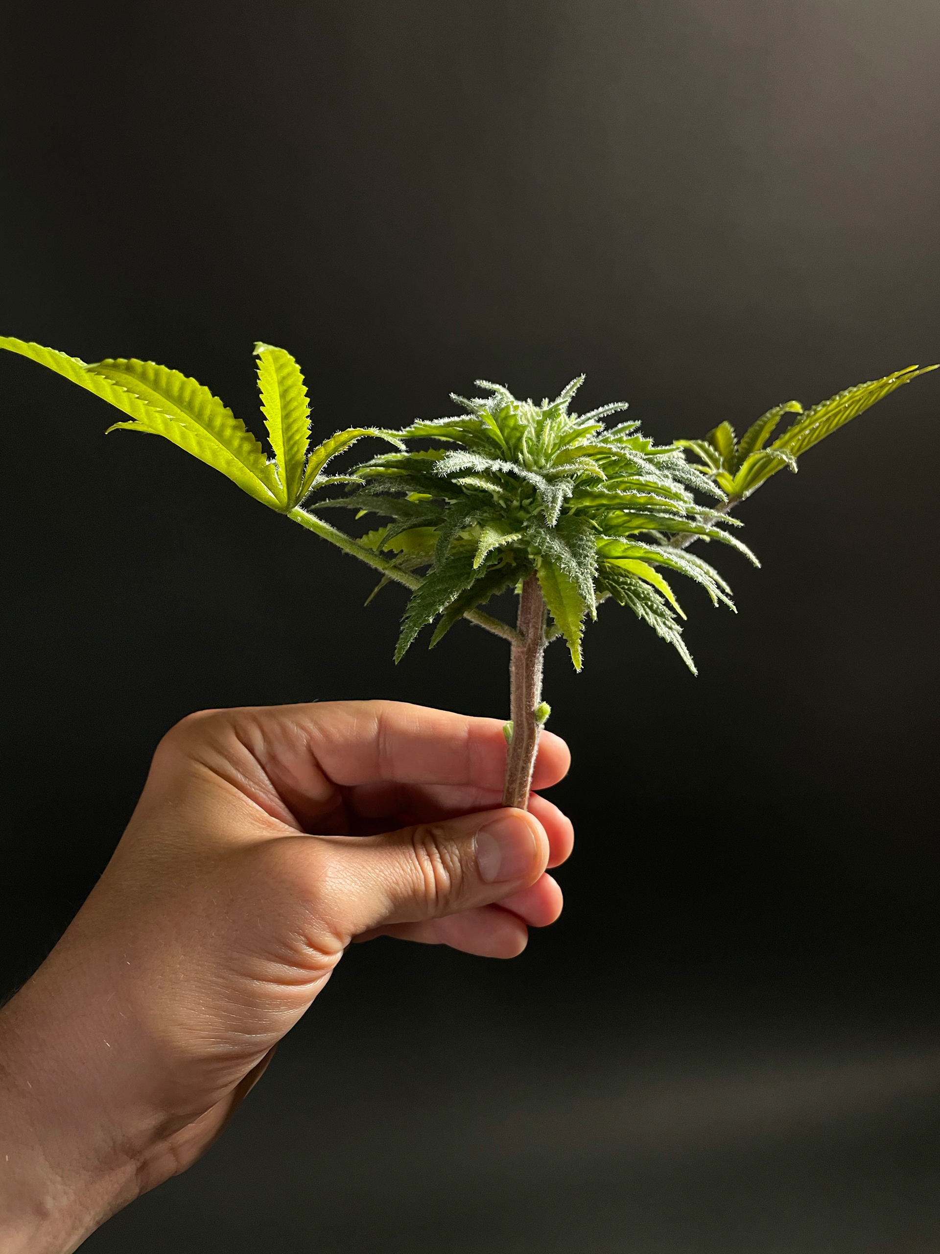 Hyper realistic weed flowers
