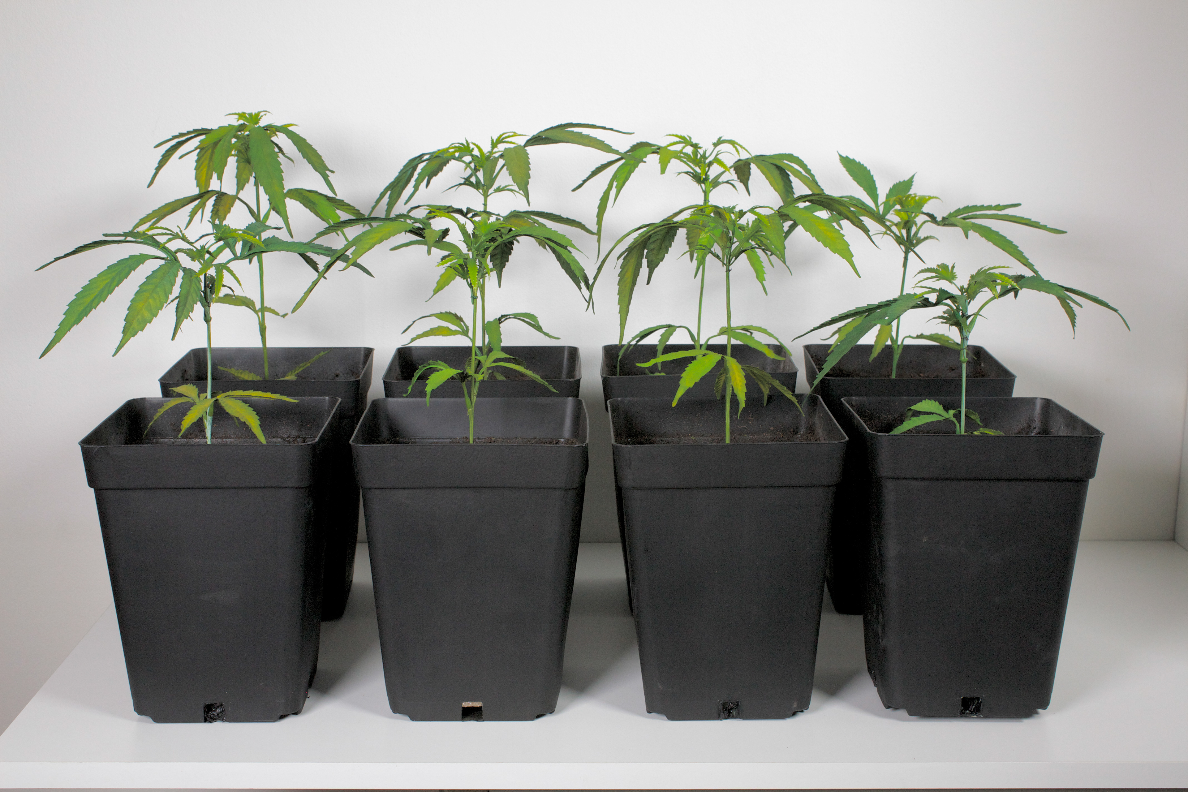SAPLINGS
