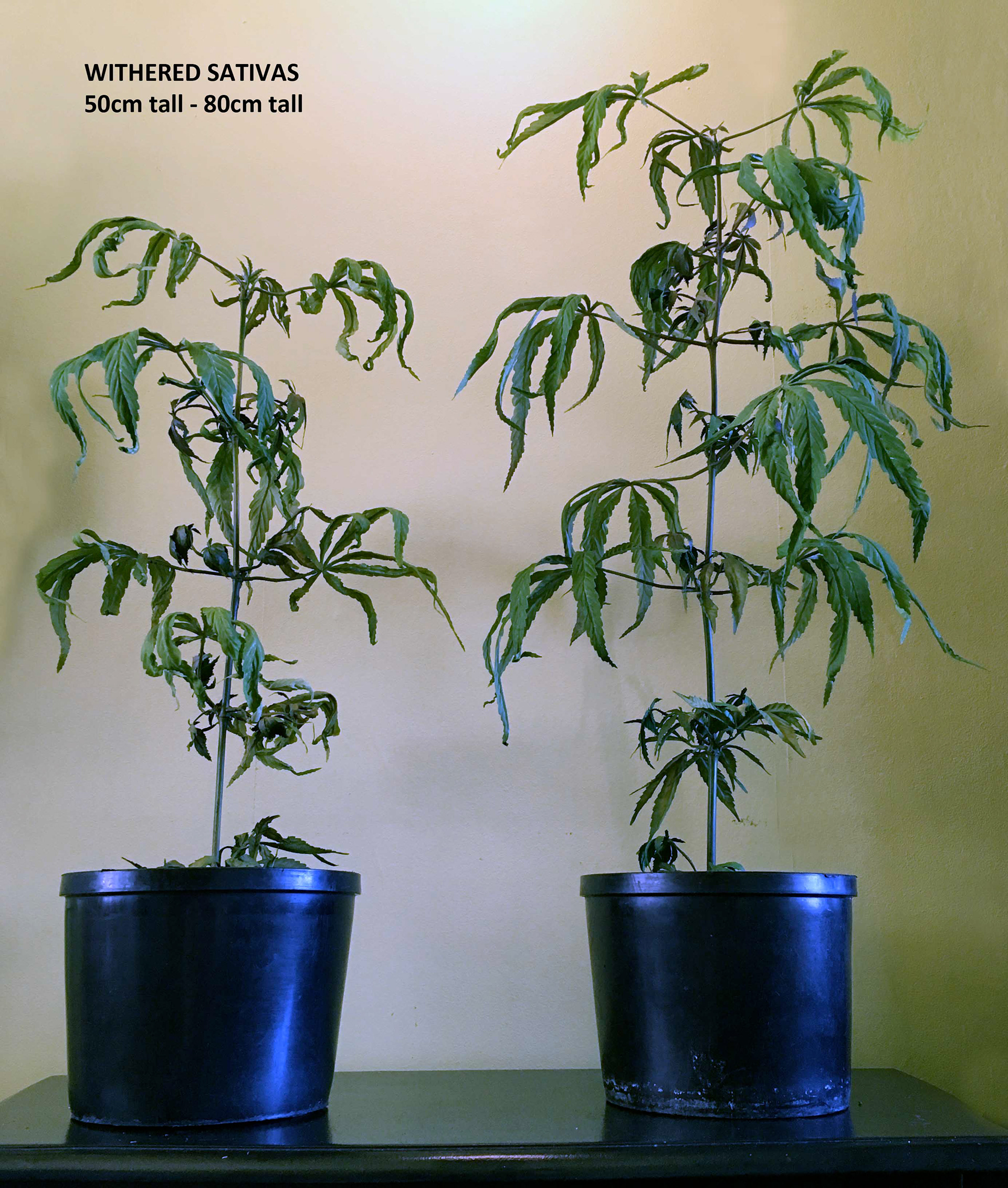 WITHERED PRE-FLOWERS
