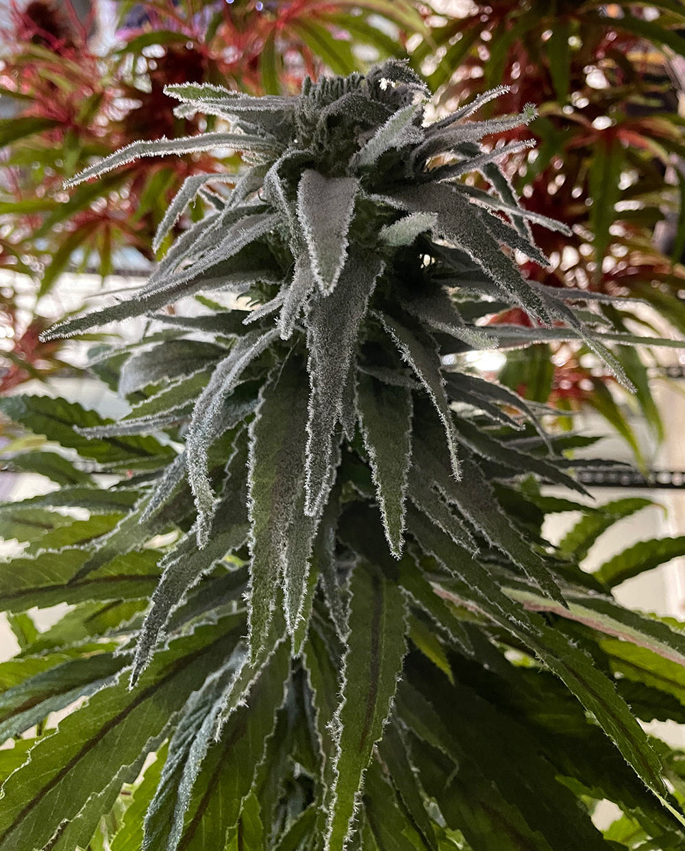 SUGAVISION - Flower Design 2
