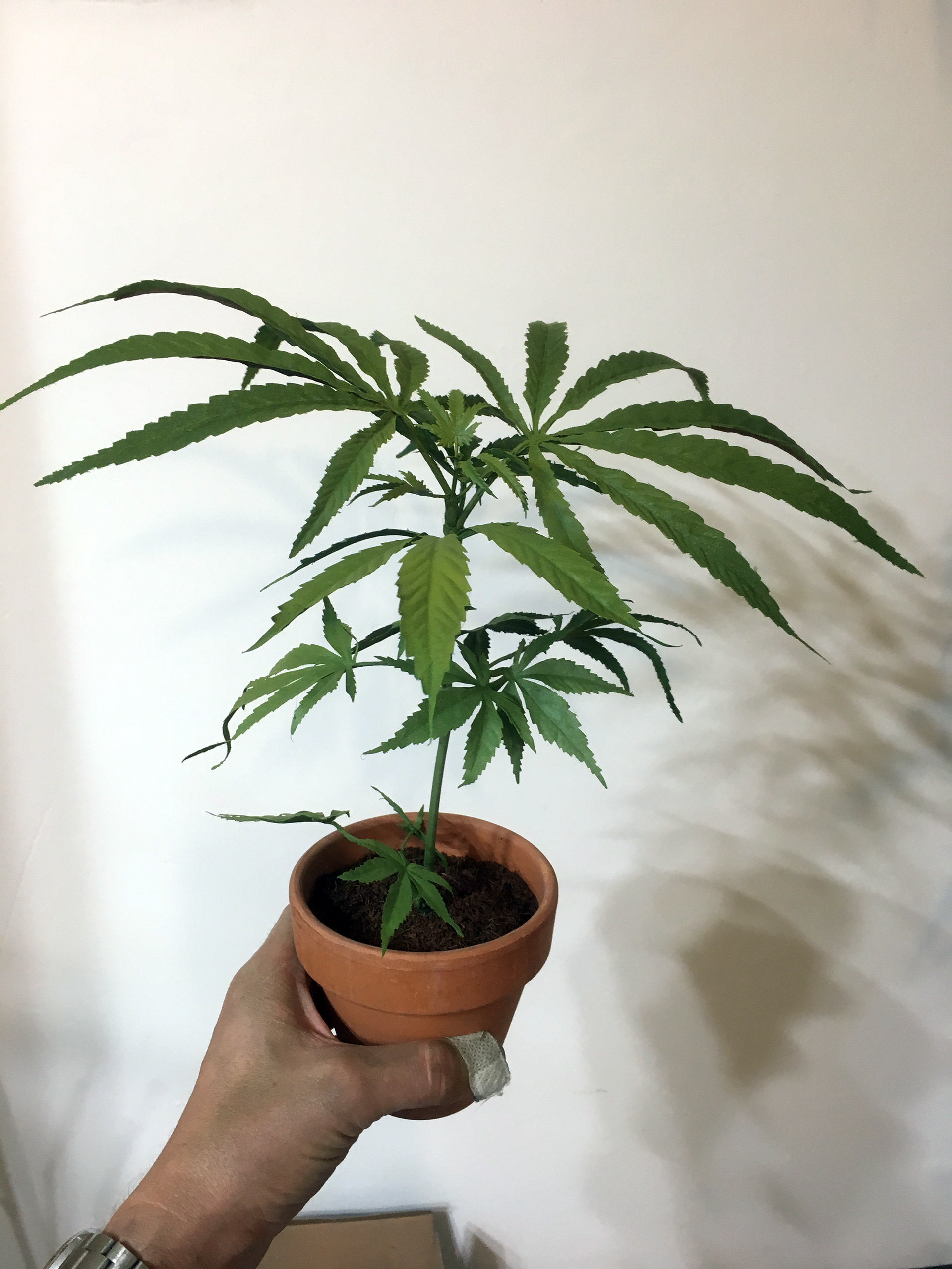 PRE-FLOWER Small