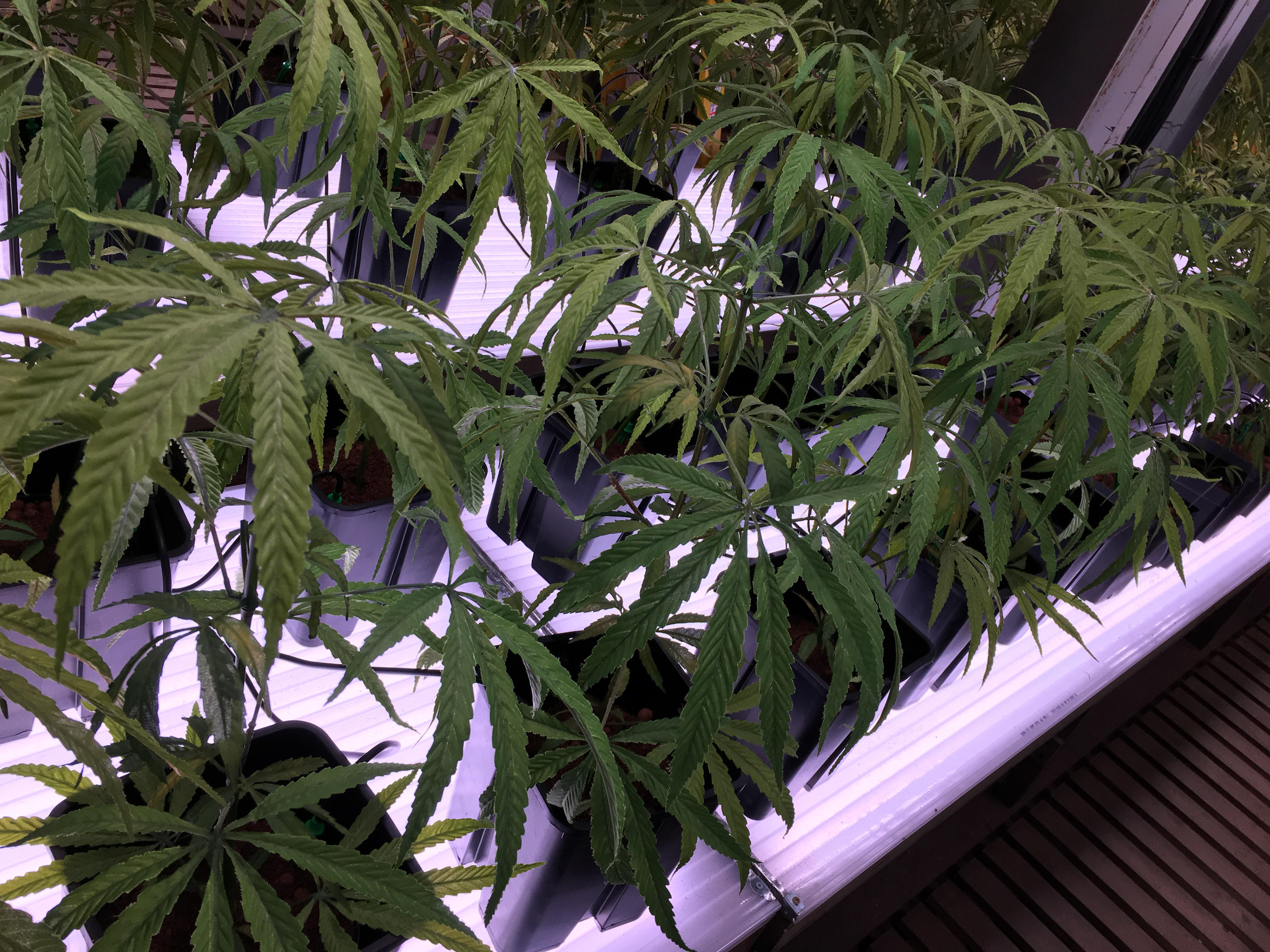 Pre-Flowers